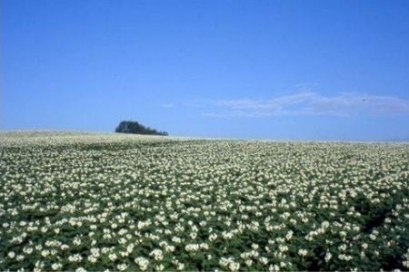 【令和9年産 先行予約】 お米と秋野菜セット 野菜 セット サスケの家