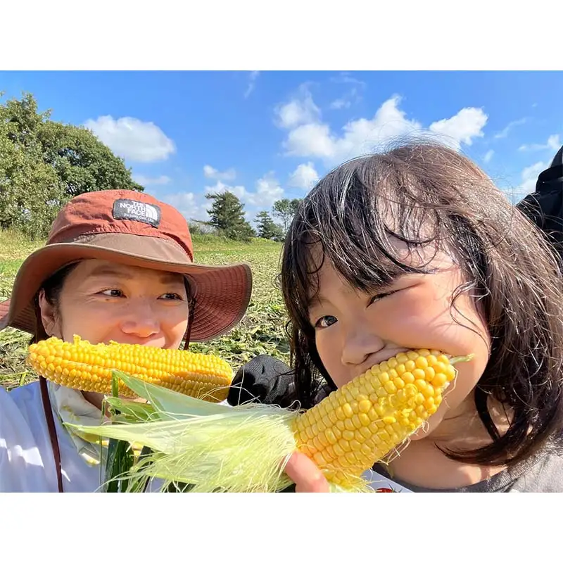 朝もぎ直送｜北海道江別産AmbitiousFarm　極甘スイートコーン　"恵味ゴールド"　2箱（12本）【2026年7月下旬より発送開始】 EB8-0152