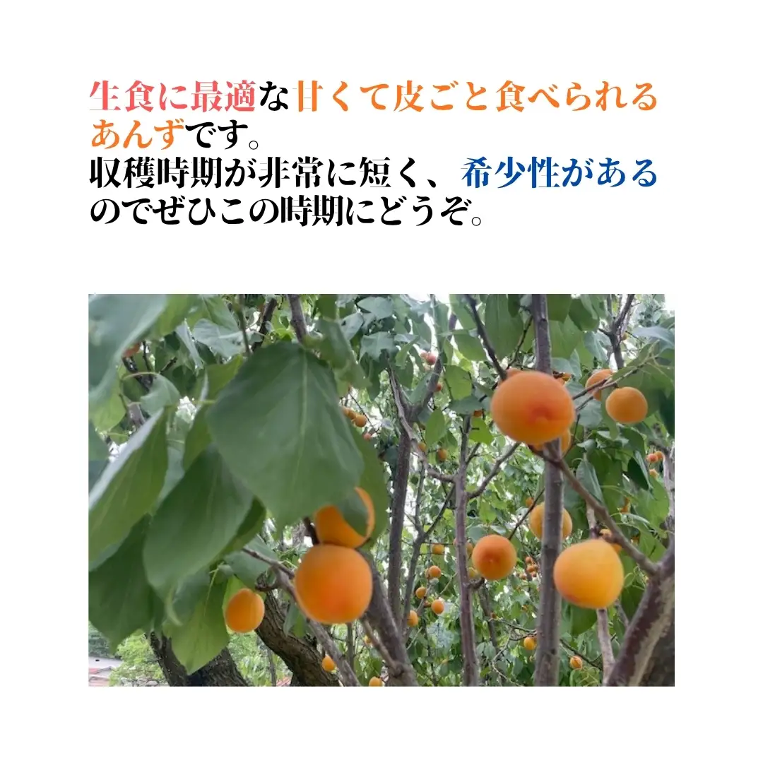 【2027年先行予約】生食用あんず  ハーコット 約500g×4パック| あんず