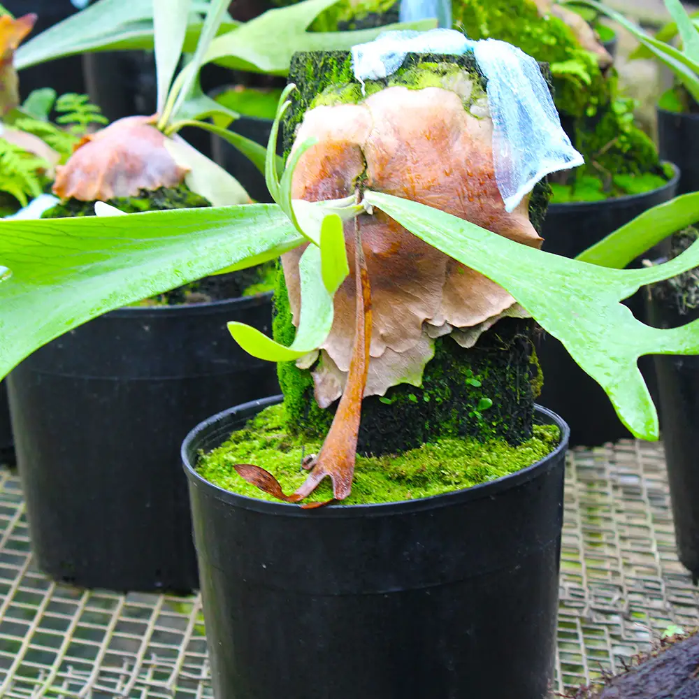 【OnnaIchigoFarm】コウモリラン　大 沖縄 コウモリラン ビカクシダ 室内植物 屋外植物 ヘゴ板 室内緑化 植物インテリア 観葉植物 沖縄産 プラントギフト 緑のある暮らし 園芸用品 インテリアプランツ 根付き植物 人気 ヘゴの木 おすすめ 送料無料 恩納村