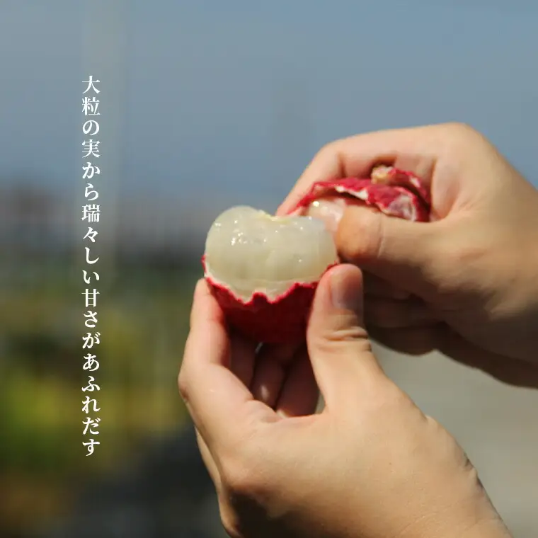 国産ライチ 12～18個【ライチ】