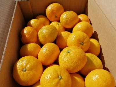 【先行予約】 みかん 花良治 黄玉 3kg 