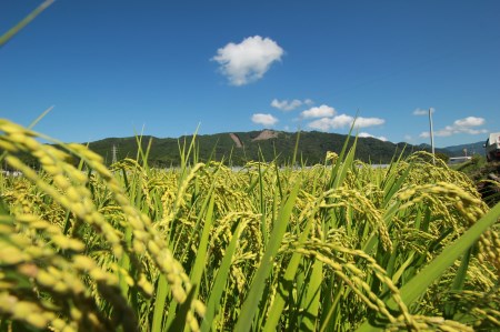 【令和7年産】 米 5kg にこまる 米 AS010