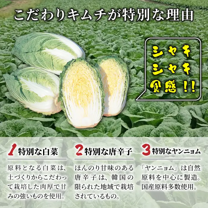 化学調味料不使用！信州望月高原こだわりキムチ（4個セット） | 国産 白菜キムチ 発酵食品 漬物 健康