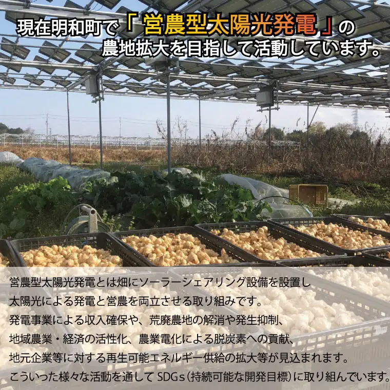 菊芋 加工品 6点セット 粉末 パウダー イヌリン 国産 いも 菊芋茶 菊芋チップス SDGs エコ サスティナブル 農薬不使用 食物繊維 野菜 ドレッシング サポート 三重県産