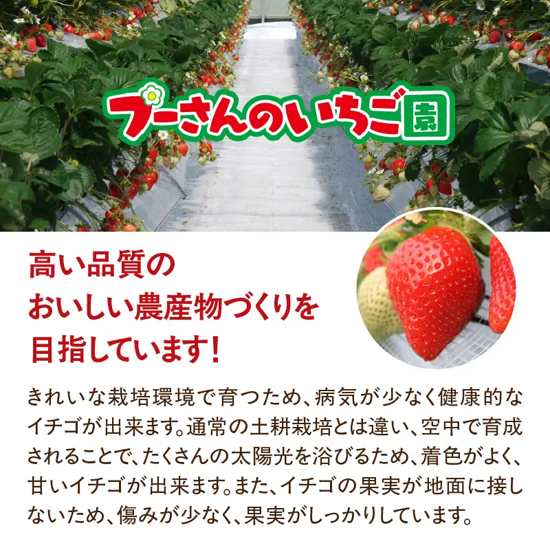 【急速冷凍イチゴ】食べ比べセット★グラニュー糖「なし」★｜1キロ 冷凍いちご　090-001