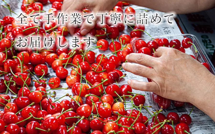 さくらんぼ「佐藤錦」バラ詰め 1kg（500g×2）山形県鶴岡産 伊藤サクランボ園 令和9年産 K-972
