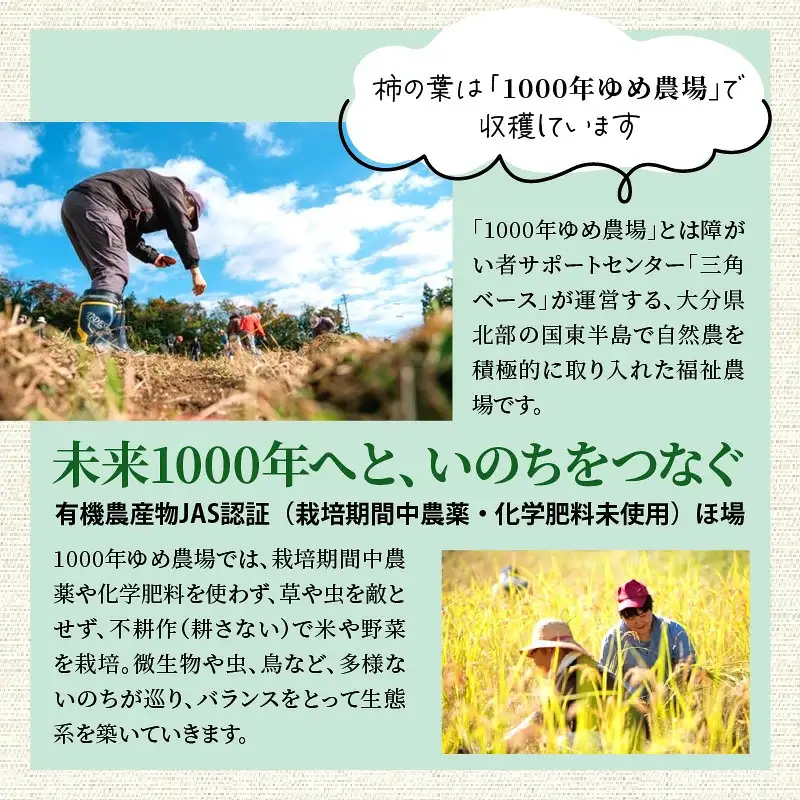 国東産「柿の葉茶」ティーバッグ 3g×10包入り×3袋(合計30包)_1920R