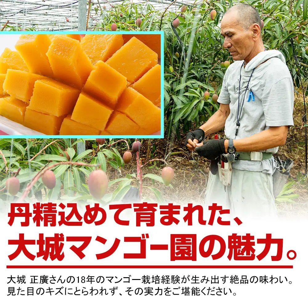 【2027年発送】大城正廣マンゴー園のアーウィンマンゴー（家庭用）1.5kg