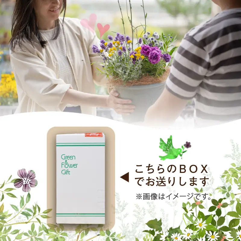 ご自宅用にもプレゼントにも。小さなガジュマル (ラッピング付き)【009E-003】