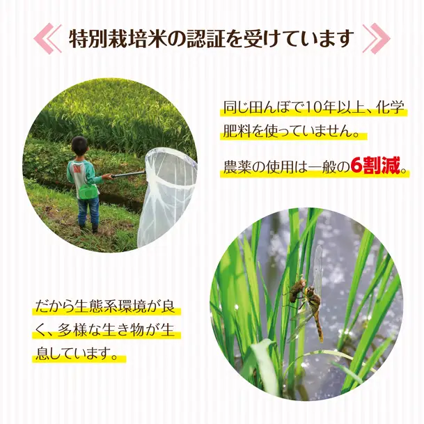 SG0140　【令和8年産 新米予約】≪4回定期便≫ 「精米］特別栽培米つや姫　5kg×4回(計20kg)「最優秀金賞」受賞農家直送・鳥海山麓やわたの米 TR