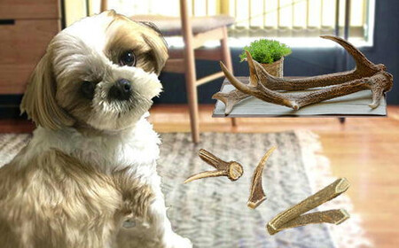 8-006-010　鹿の角・愛犬デンタルおもちゃ（小）