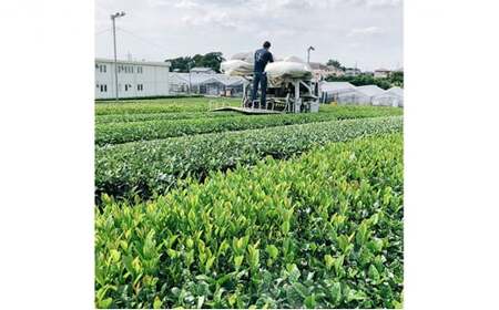 徳用さしま茶