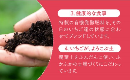 【全3回定期便】王様のいちご 1kg冷凍いちご むらおか農園 HAF011 冷凍いちご冷凍いちご冷凍いちご