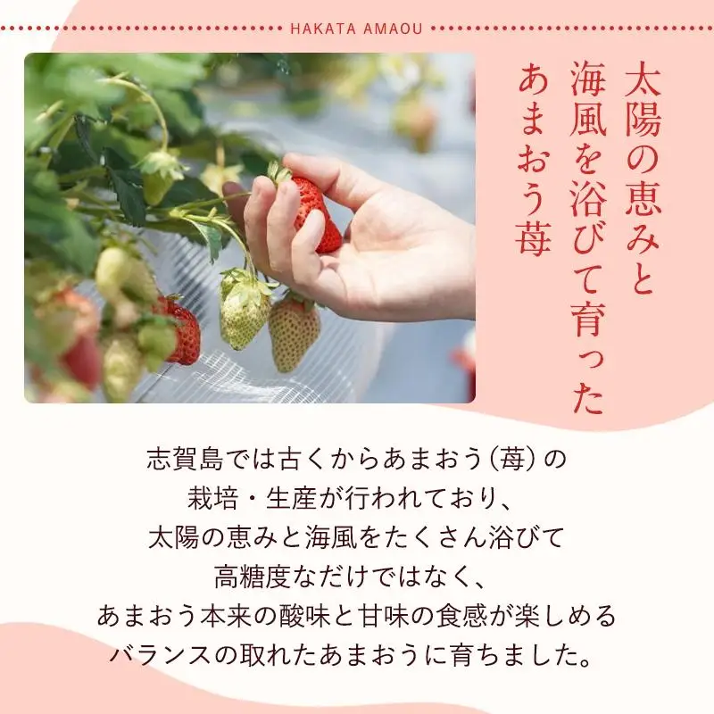 フルーツソムリエが選んだ 福岡県産春あまおう４パック※一部離島不可【1パックあたり250g】