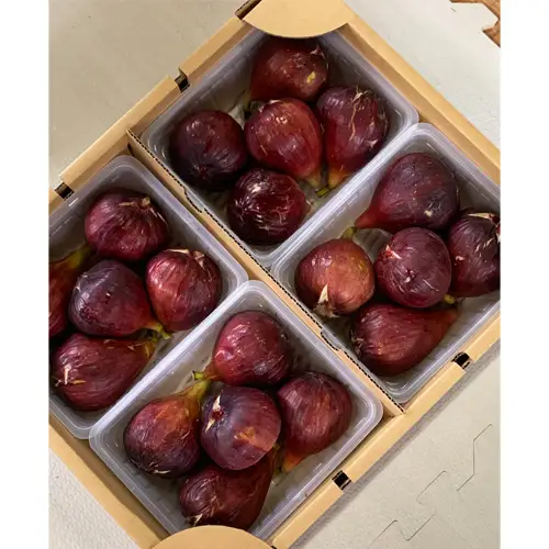 いちじく 朝採り 【2026年配送】　約4kg No.281