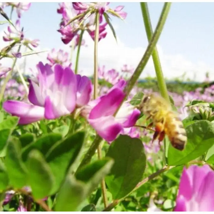 【富山ならではの珍しい蜂蜜】富山県産水島柿蜂蜜500ｇ　2本セット