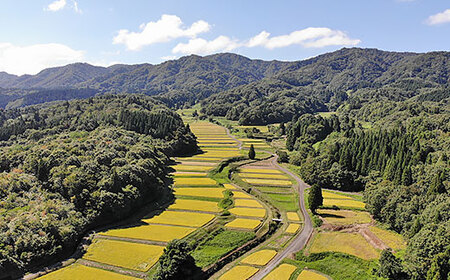 棚田米きんのあき5kg 新潟県胎内市鍬江集落産 コシヒカリ 特別栽培米