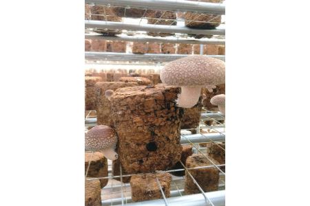 橿原市産 採れたての生しいたけ（菌床） 約700g箱（5～10枚程度）×2箱を発送します ※2026年10月～発送
