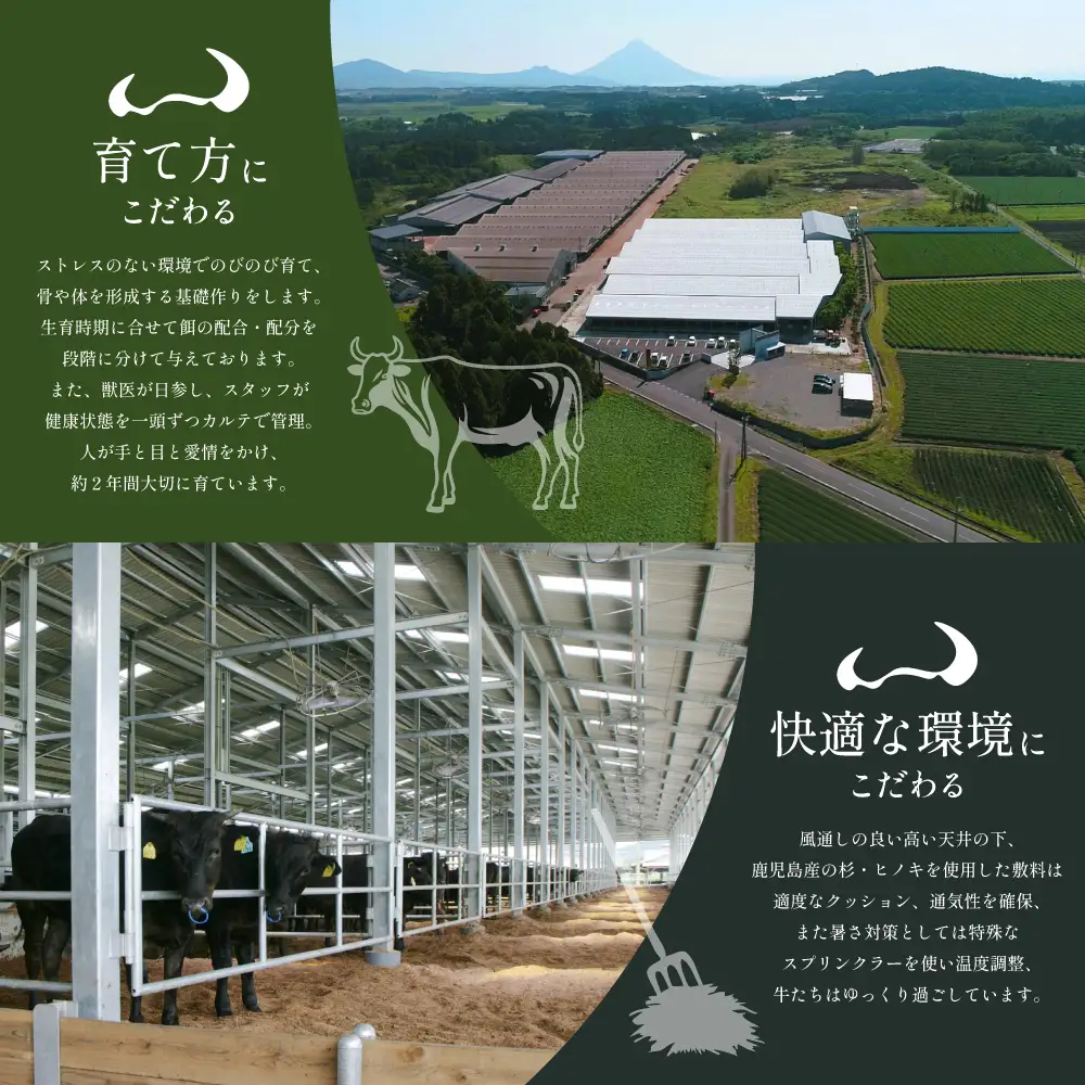 【プレミアムブランド】鹿児島県産黒毛和牛「小田牛」 リブステーキ 計400g（約200g×2枚） ステーキ 焼肉 小田畜産 黒毛和牛 リブ ロース BBQ バーベキュー お肉 冷凍 ギフト 贈答 南さつま市