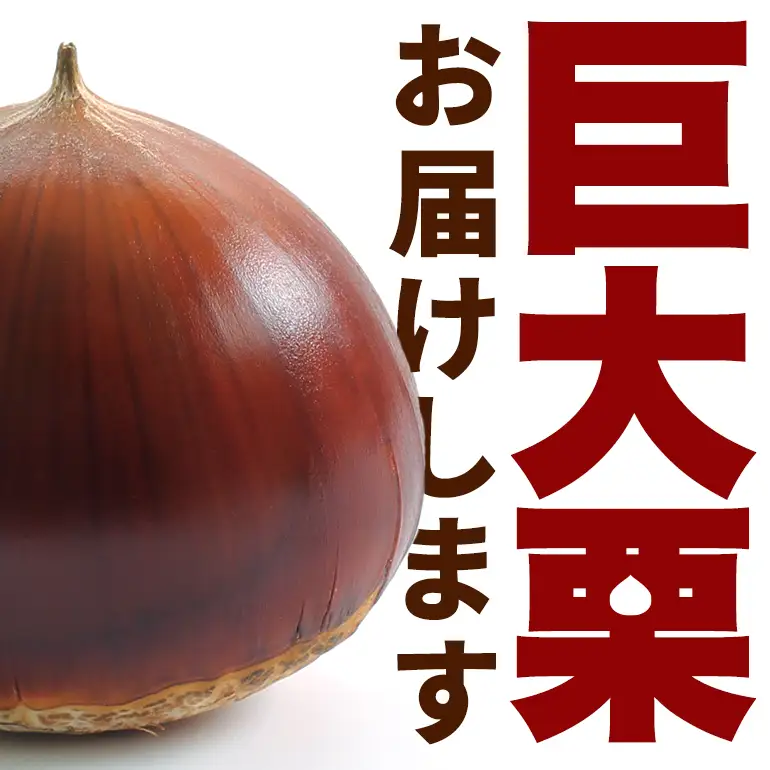 アカツファームの生栗 特大 3Lサイズ 2kg GA-003