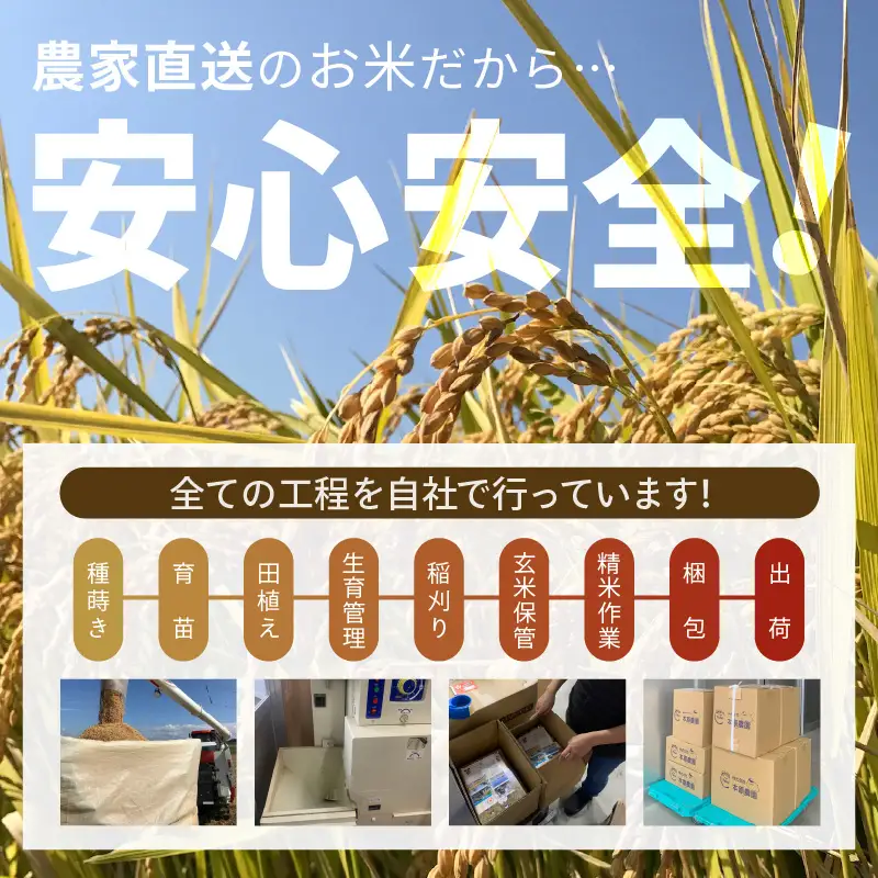 【先行予約】【令和8年産・新米】玄米10kg×1袋 福井県産 コシヒカリ10kg【2026年10月上旬以降順次発送】 [B-8918_02]