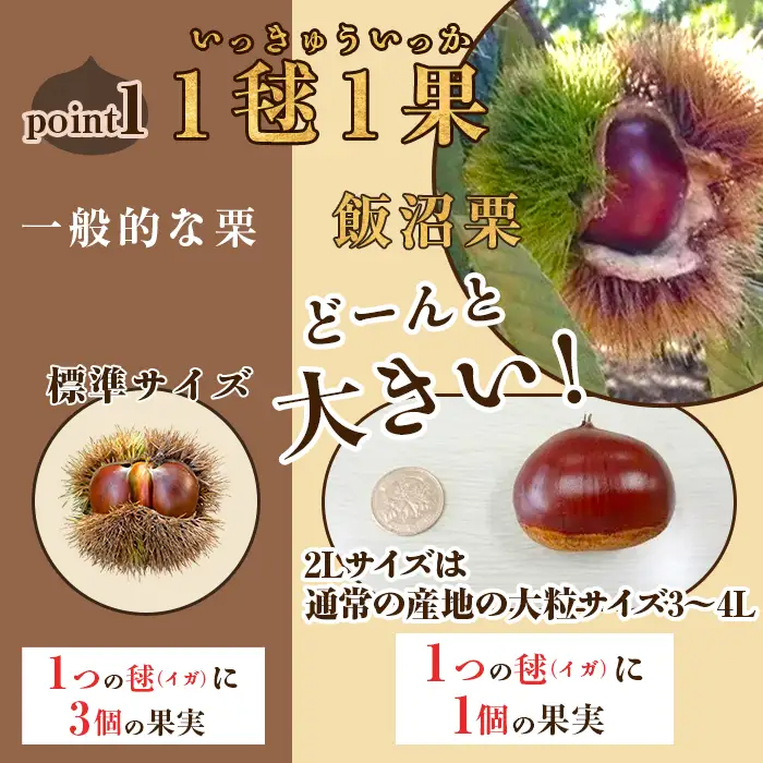 029 飯沼栗 2kg 高級 茨城県 茨城町産 ブランド くり 希少 品種 数量 限定 先行予約 2026年10月下旬～11月下旬頃発送予定