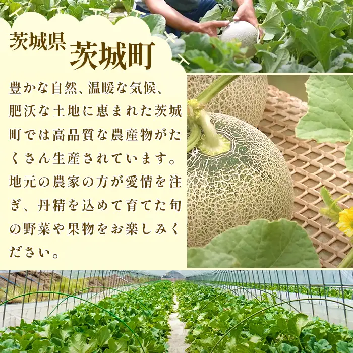 213 レノンメロン 秀品 大玉 2玉 約2.5kg 茨城県 JA水戸産 めろん 赤肉 先行予約 2027年5月中旬頃より発送予定