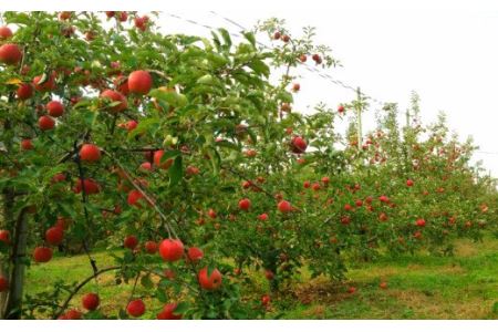 【予約受付】【贈答用】味の良い岩手の蜜入り サンふじ 約3kg 【652】