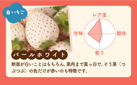 【先行予約 2027年1月～発送】【4回定期便】食べ比べ！いちごさん＆パールホワイト定期便 いちご IBG012