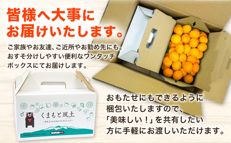  訳あり みかん ひとくちもぎたてみかん 約7kg
