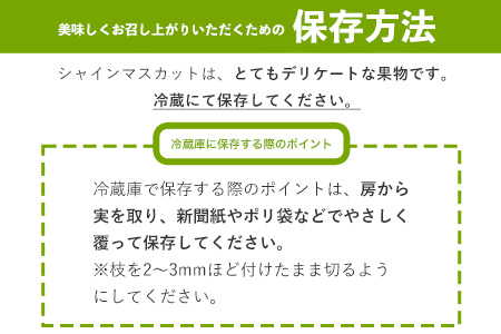 【秀品】先行予約 シャインマスカット 約500~600g (1房)  フルーツ 果物 送料無料 葡萄 ぶどう マスカット  鶴田農園 熊本県荒尾市産《8月下旬-9月下旬頃出荷》 美味しいシャインマスカット 旬のシャインマスカット ジューシーシャインマスカット フルーツシャインマスカット