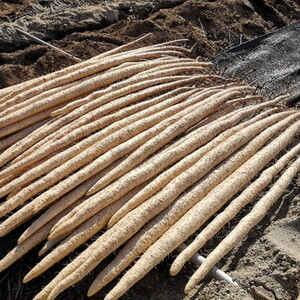 那須町産 自然薯（カット）600g～650g | とろろ〔P-151〕 ※2026年12月～発送