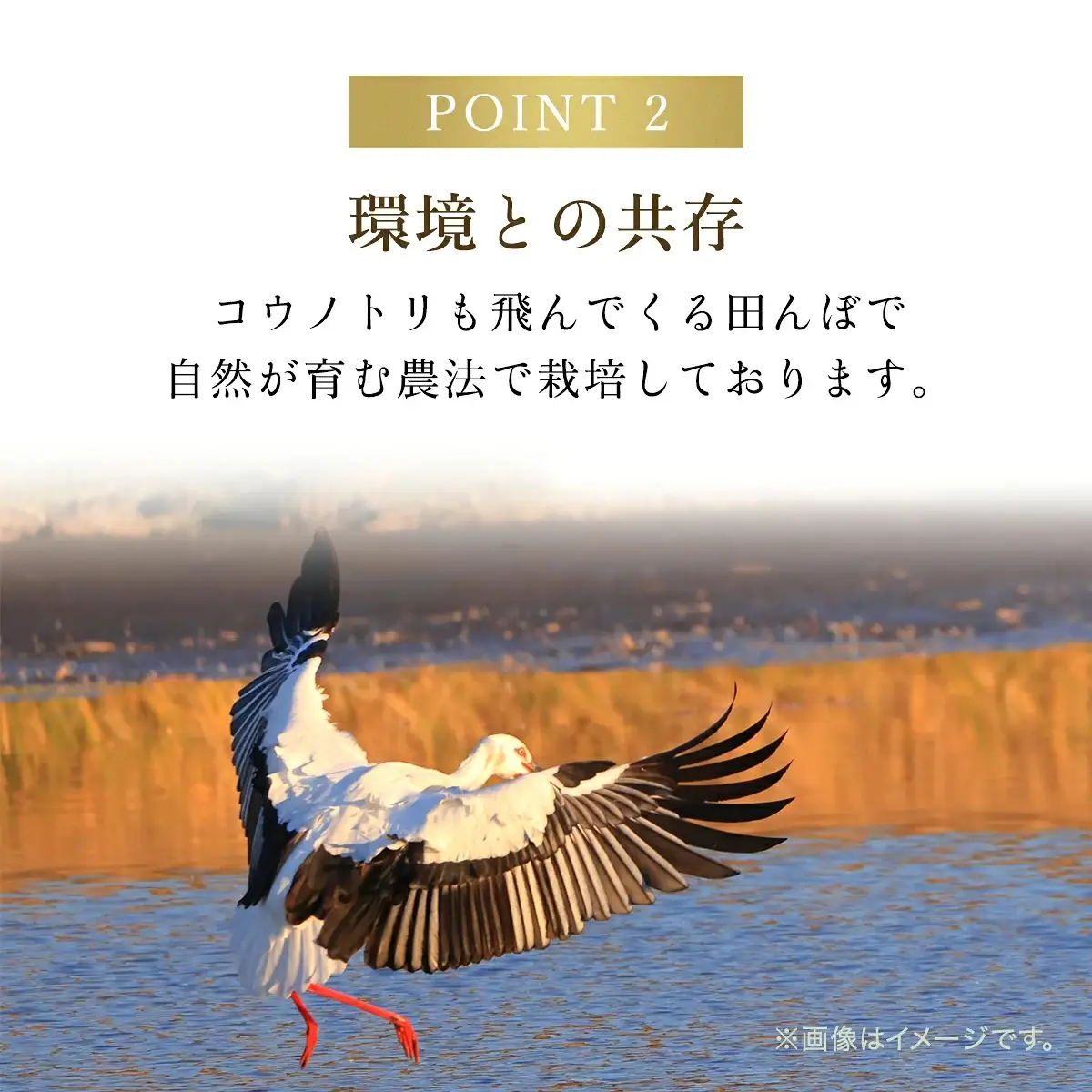 【R8新米】高本さんちのお米 コシヒカリ 5㎏×1袋 令和8年産 新米 減農薬 コシヒカリ お米 安心 安全 良質 特別栽培米 美味しい 5㎏ お試し 高本農場 AS2BB24
