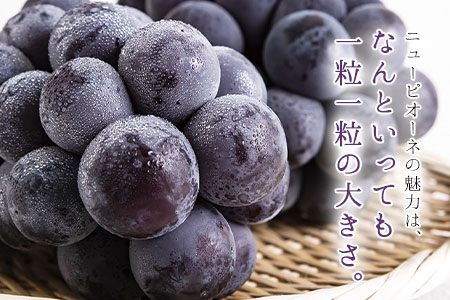 秀品 ニューピオーネ 約1.2kg