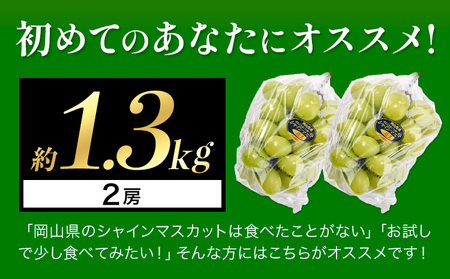 シャインマスカット 約1.3kg ｼｬｲﾝﾏｽｶｯﾄ