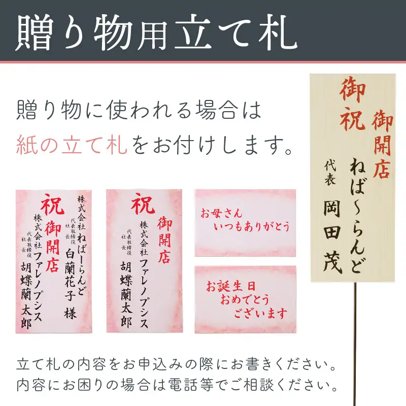胡蝶蘭 白大輪3本立 33輪【008B-008】