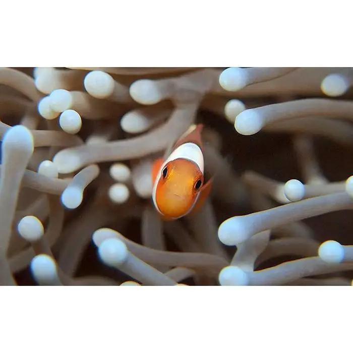 ニモとお魚たちに会いに行こう！熱帯魚パラダイスボート体験ダイビング2名様