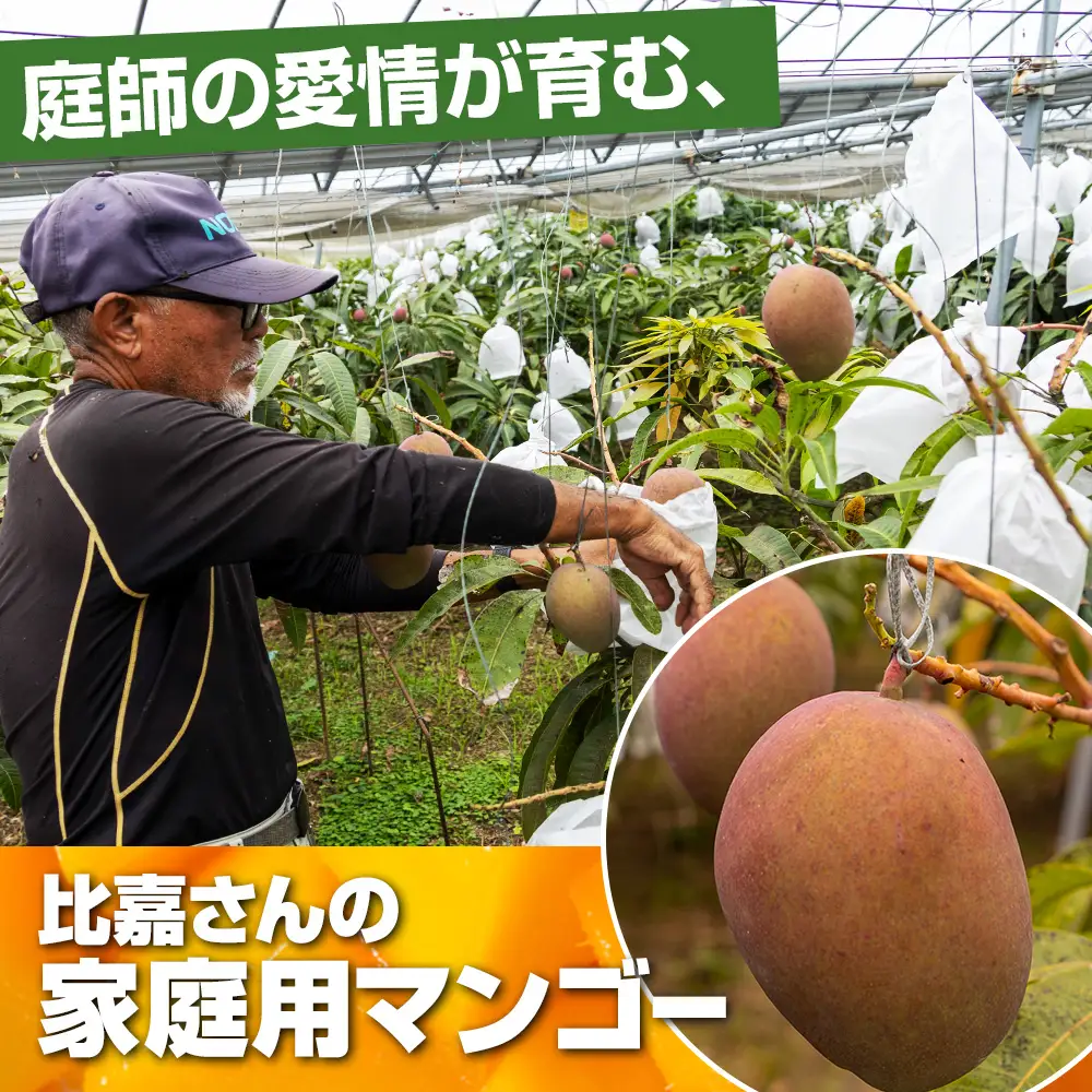 【2027年発送】比嘉マンゴーファームのアーウィンマンゴー 家庭用1.5kg