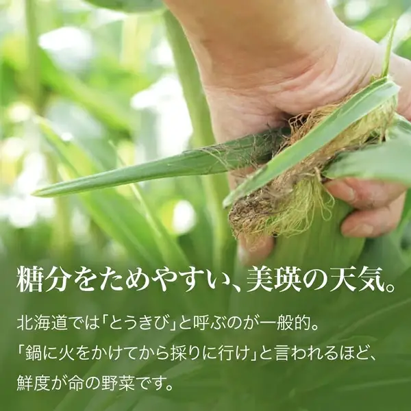 【令和9年産 先行予約】 とうもろこし （白・黄）各6本 セット とうもろこし 美瑛選果