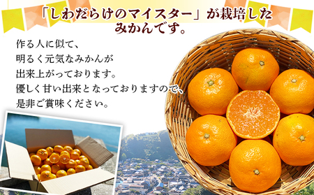 愛媛県明浜産「皮より中身」みかん（10kg） ATI0013