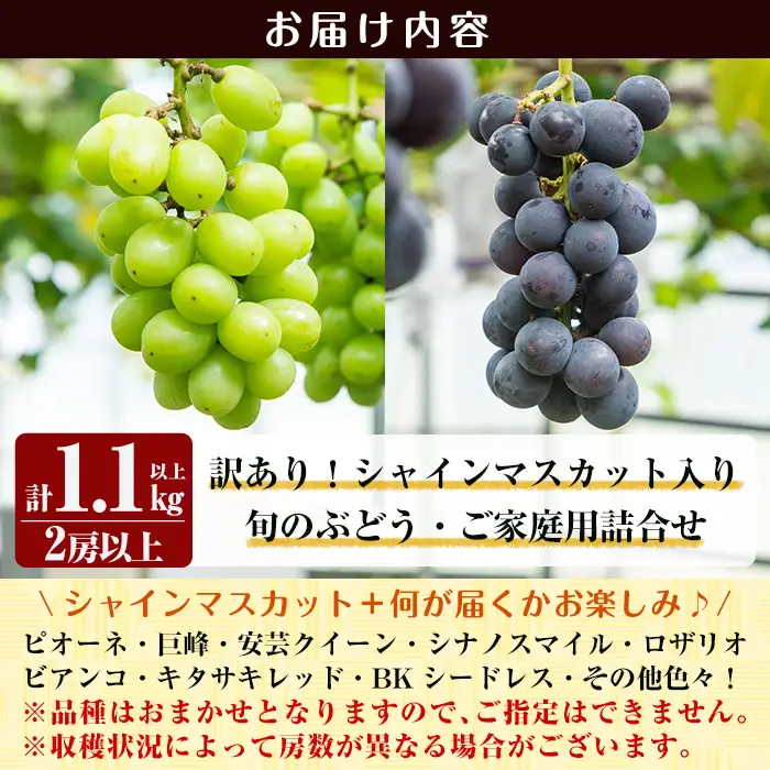A0-248 ＜先行予約受付中！2026年8月下旬～10月末までの間に発送予定＞《訳あり・数量限定》シャインマスカット入り旬のぶどう・ご家庭用詰め合わせ(計1.1kg以上・2房以上)【二月田ぶどう園】