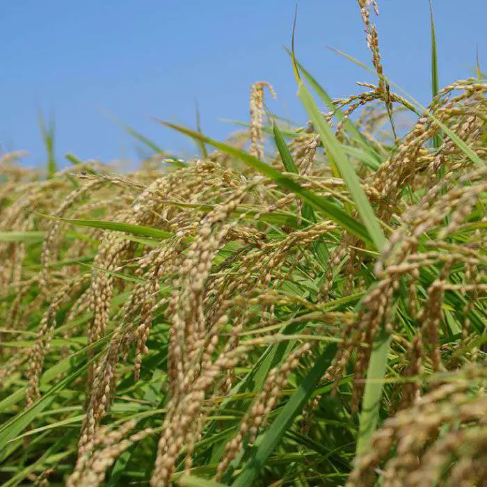 【 栽培期間中農薬不使用 】精米方法が 選べる 糸島産 ヒノヒカリ 10kg （ 5kg × 2袋 ）  糸島市 / 二丈赤米産直センター [ABB016] 米 