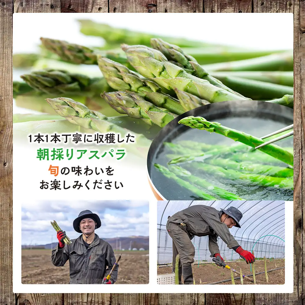 【R8年産】アスパラガス（夏採り）特別栽培 約1kg 細川農園 | グリーンアスパラ グリーンアスパラガス アスパラ 野菜 春野菜 朝採れ 新鮮 極太 サラダ 天ぷら 炒め物 旬 特産 産地直送 北海道 津別町 送料無料