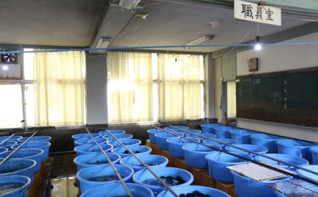 小さな漁村の小学校で育てた養殖アワビ（約500g）