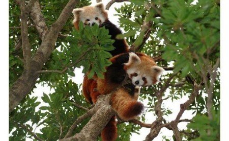 熱川バナナワニ園 入園 招待券 2枚 A004 ／ 熱帯 動植物園 チケット 静岡県 東伊豆町