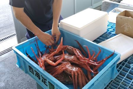 【能登半島 漁協直送 3月以降発送】 活 紅ズワイガニ 9尾(中サイズ) 計 5.5kg 前後