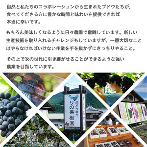 予約受付＜旬のブドウ 西予市産 藤稔 約2kg＞ 果物 フルーツ ぶどう 葡萄 ふじみのり あっさり 黒系 食べやすい おいしい 大粒 期間限定 季節限定 食べて応援 特産品 愛媛県 西予市【冷蔵】『2026年8月中旬から8月末迄に順次出荷予定』URK0007