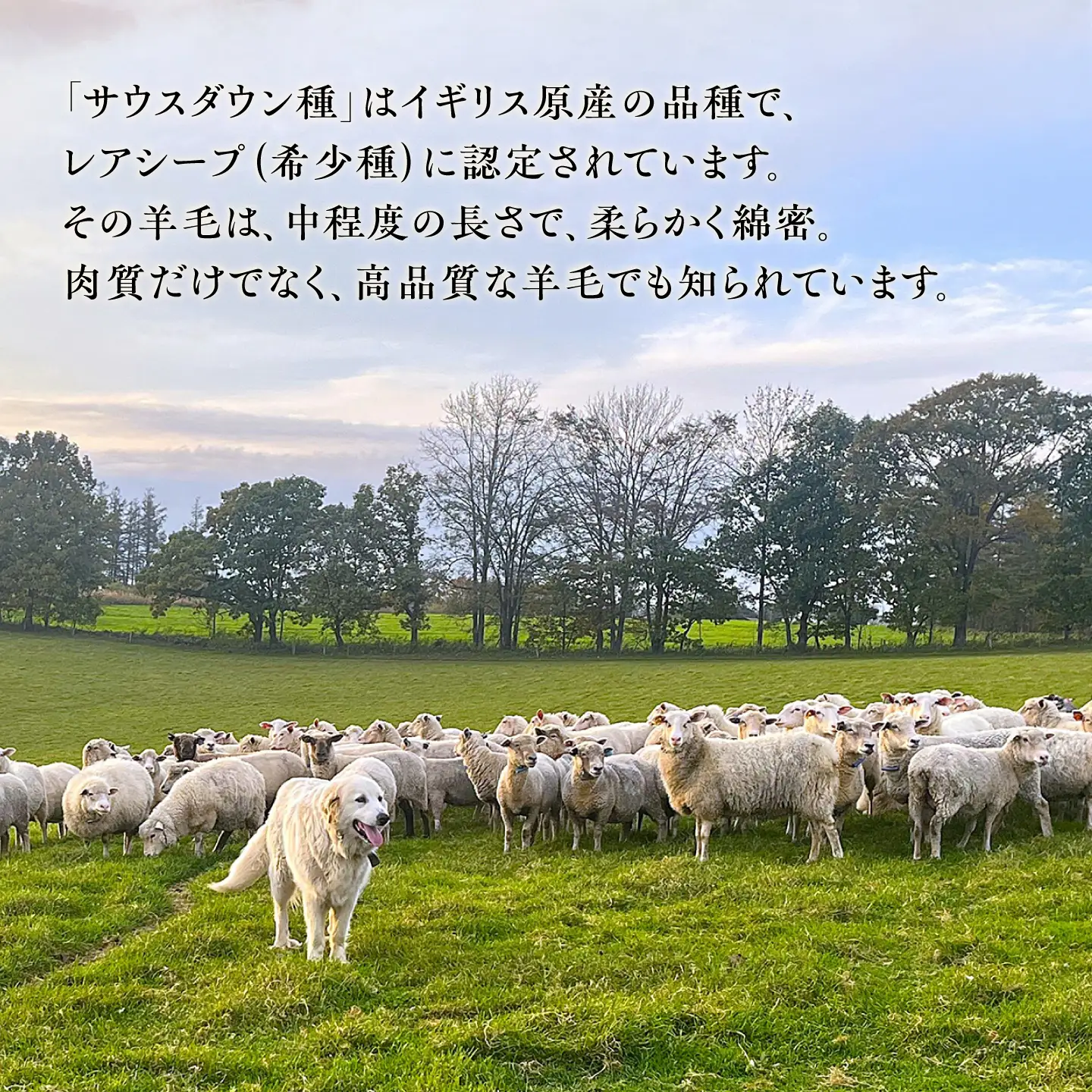 【2026年12月以降順次発送】羊毛敷き布団（シングル）敷き布団 [BEAD009]