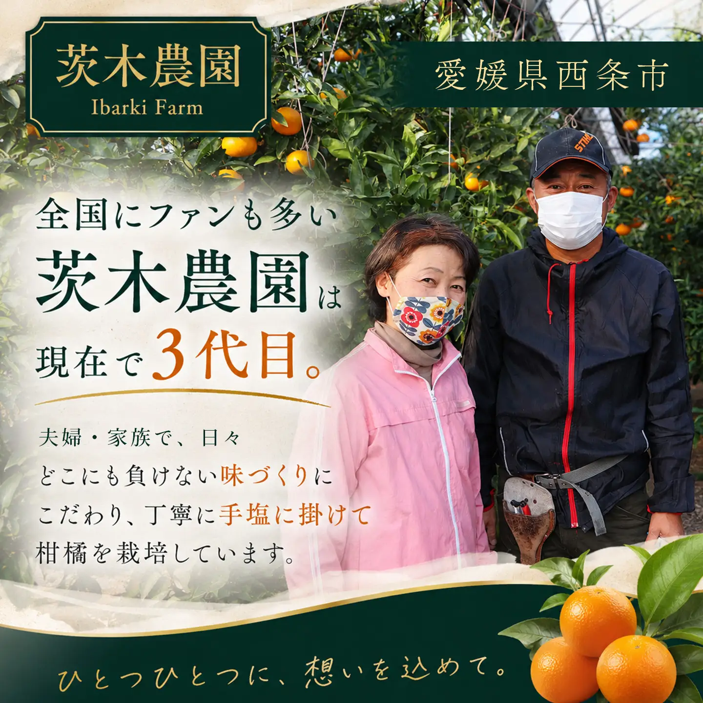 【紅まどんなと同品種】茨木農園の愛果28号_小箱（5～6個）｜まどんな